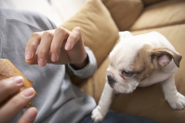 Dog on sofa with man
