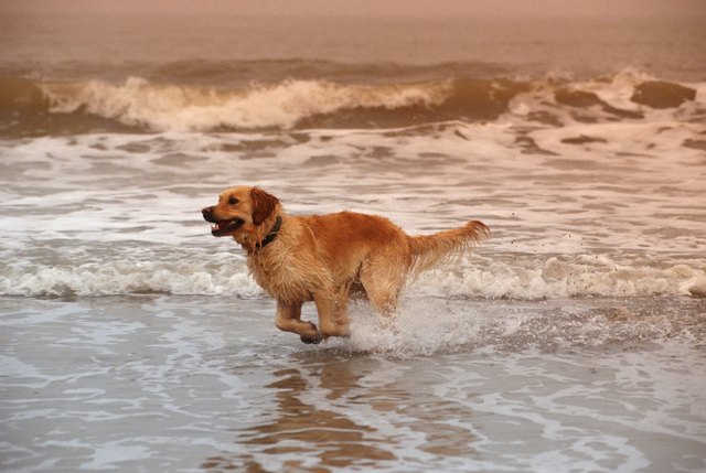 Dog running on surf at beach