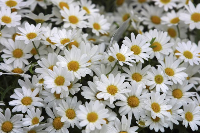 Blossoming bunch of daisies