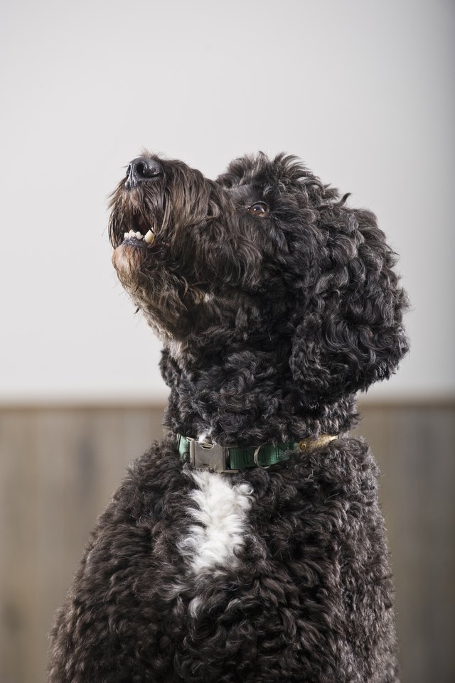 How to Groom a Poodle Mix | Cuteness