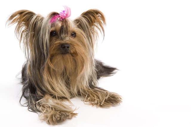 Portrait of dog