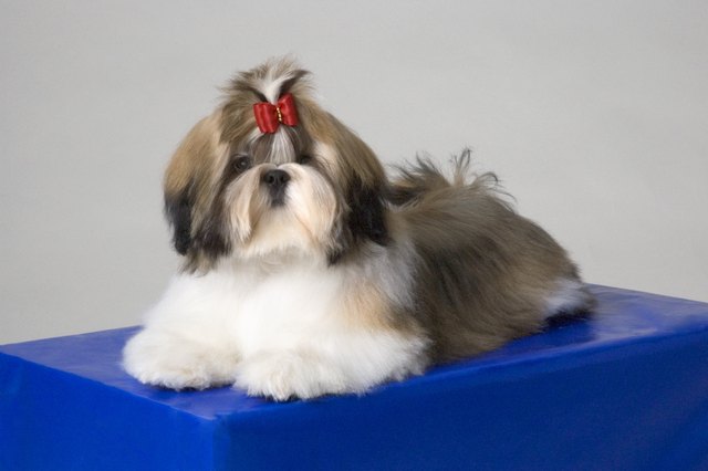 My Shih Tzu puppy Luna's new fancy haircut @ 7 months | Shih tzu puppy, Shih  tzu, Puppies
