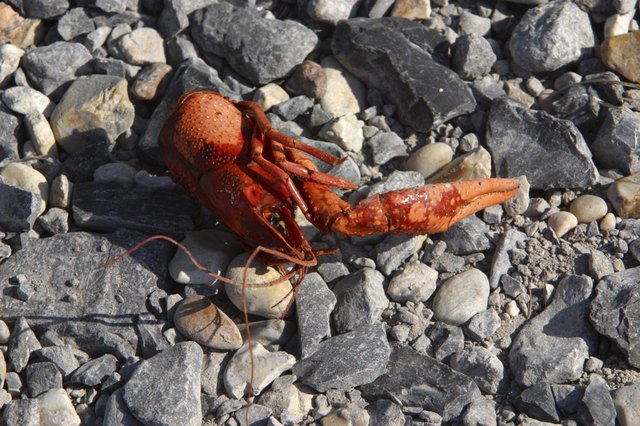 how-much-water-does-my-crayfish-need-in-an-aquarium-cuteness