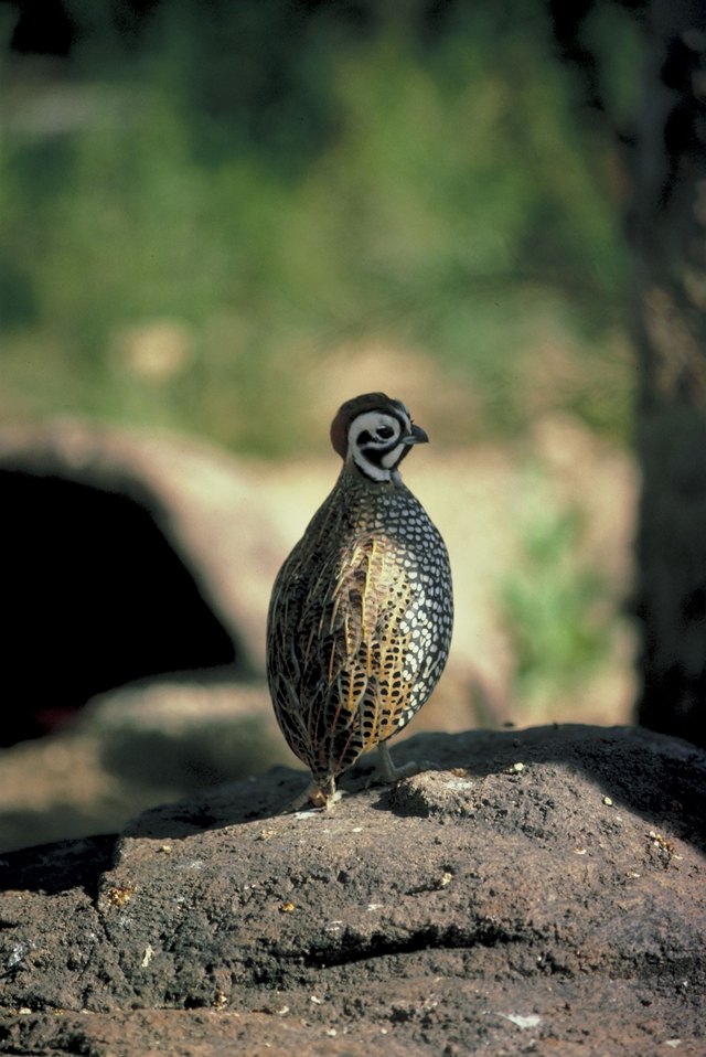 How to Build Quail Laying Pens Cuteness