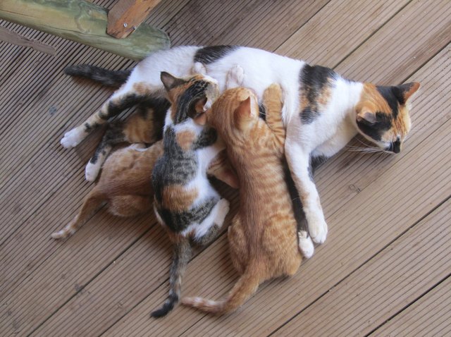 Kitten, Mothers Care