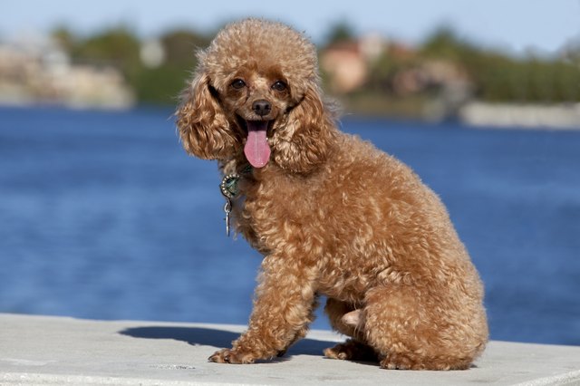 Toy Poodle