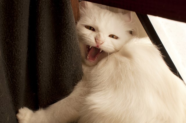 Cat hissing