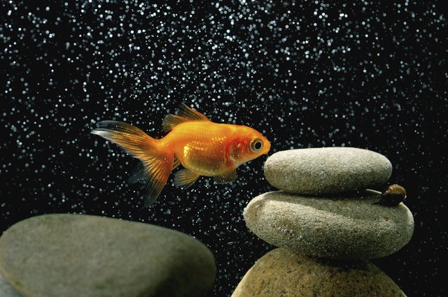 goldfish in aquarium