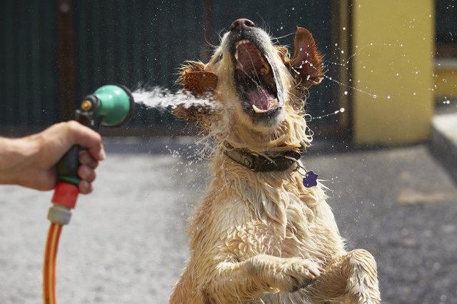 Hot day with dog