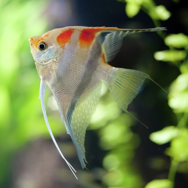 Angelfish