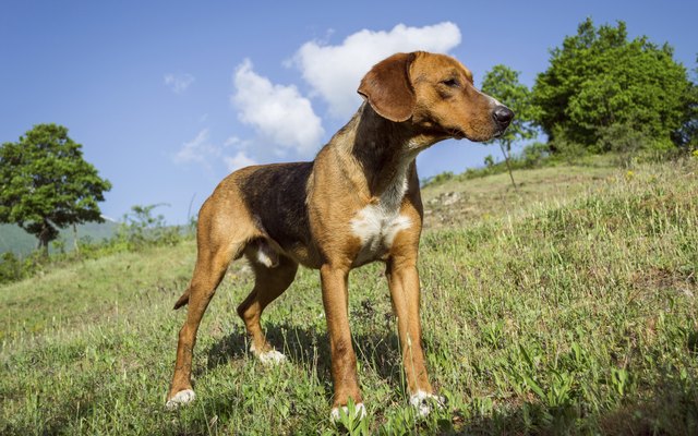 Fox Hound