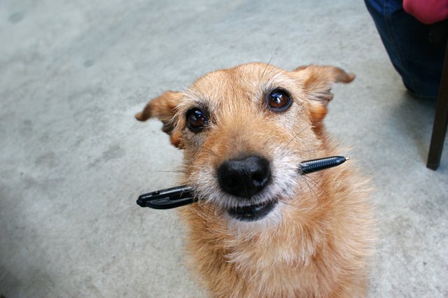 Lost your pen?