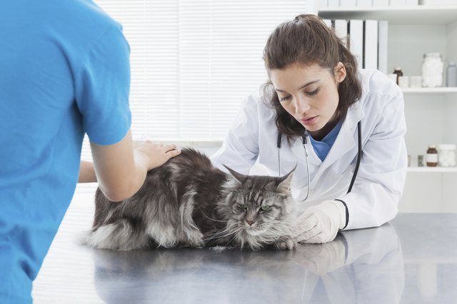 Vet examining a cat with its owner