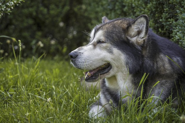 Alaskan Malamute male dog portrait