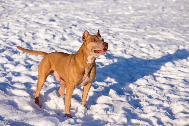 American Pit Bull Terrier in snow