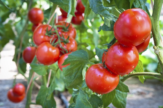 Growing tomatoes