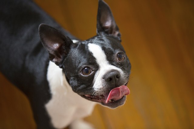 close up of dog looking up