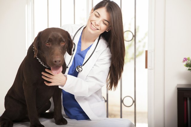 Brown Lab visiting a veterinarian