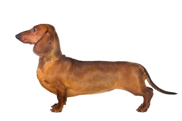 Dachshund Dog on isolated white