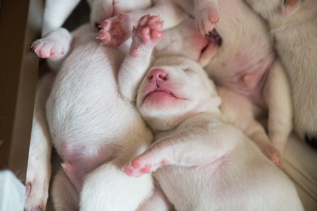 Sleeping puppies