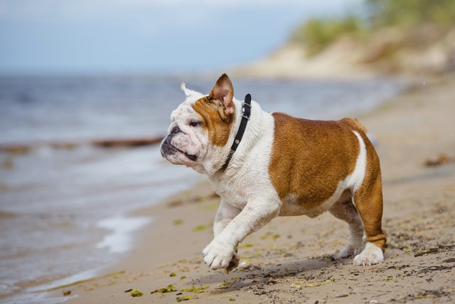english bulldog on the beach