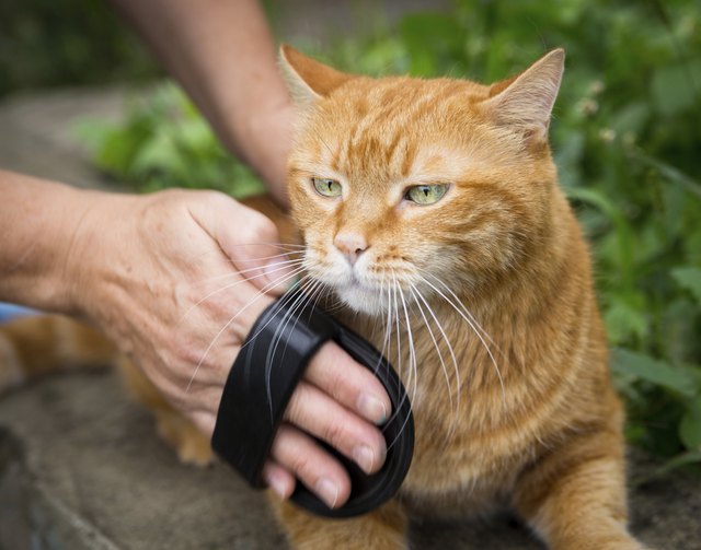 Woman combing a cat.