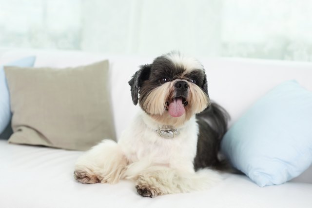 Shih-tzu dog