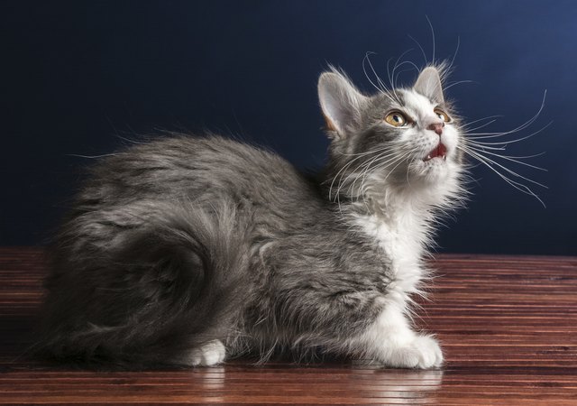 Young Kitten Cat Looking Up