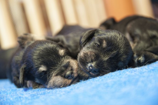 puppies