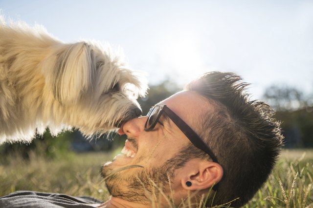 Cool dog playing with his owner