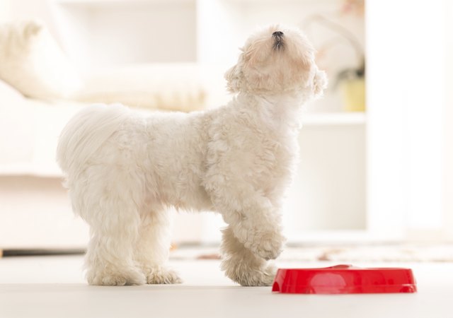 Dog eating food from a bowl