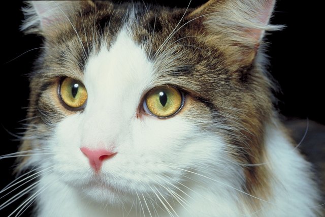 Head shot of cat