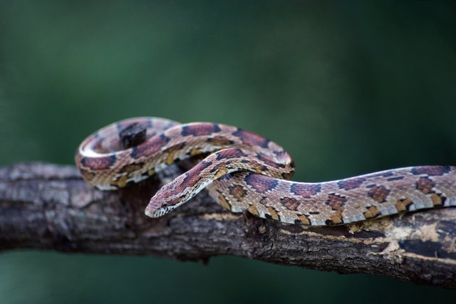 Corn snake on a branch