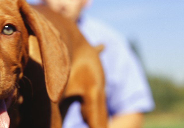 Vizsla puppy and man in park, close-up