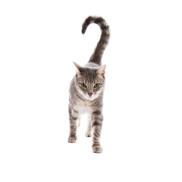 Tabby Cat Walking