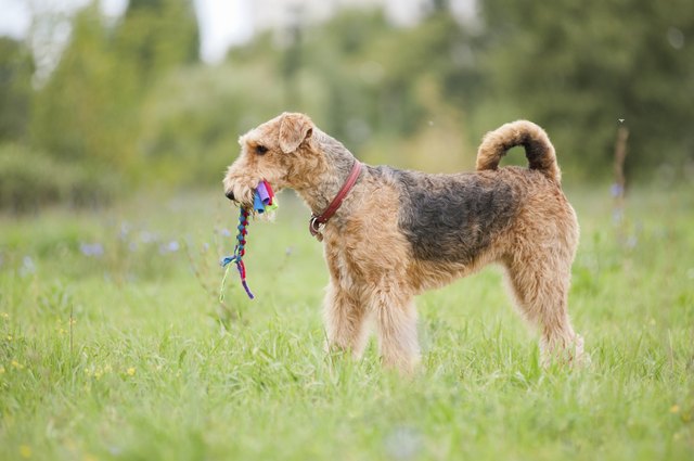 Airedale Terrier playing with rope toy