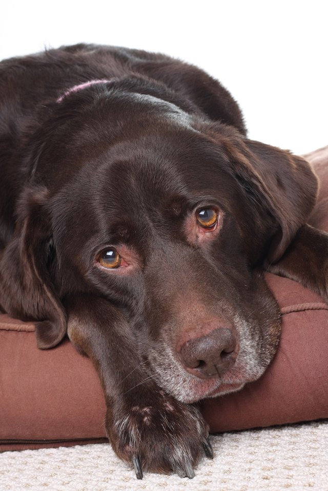 Sad labrador