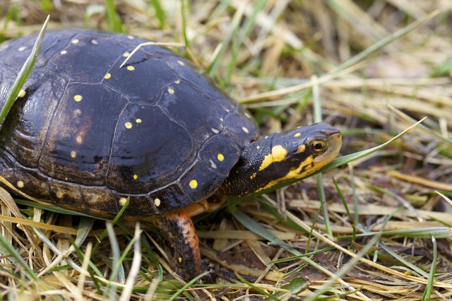 Spotted Turtle
