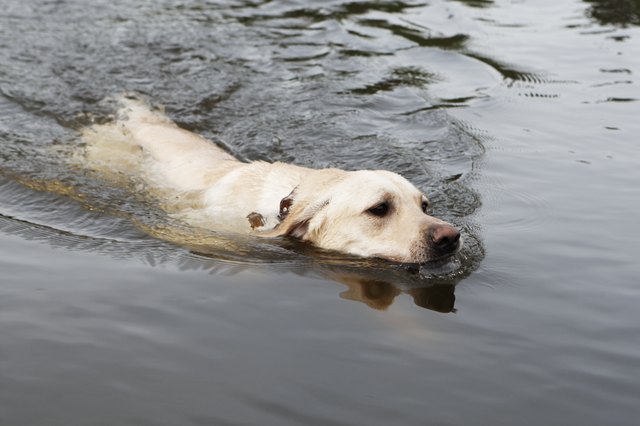 Swimming labrador