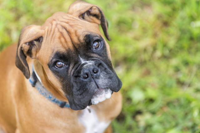 Portrait of young boxer dog.