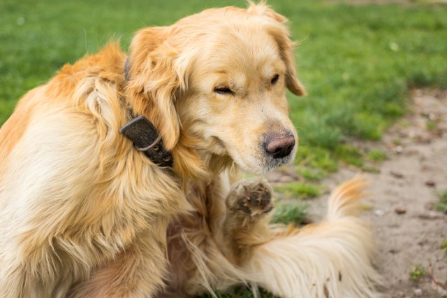 Adult Golden Retriever Scratching fleas