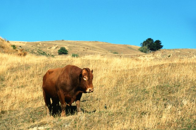 bull