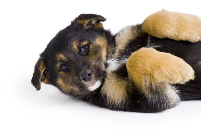 Shepherd Cross Puppy