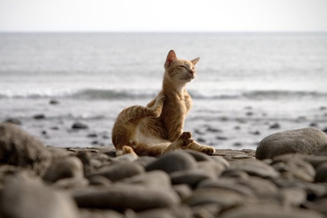 Beach Cat