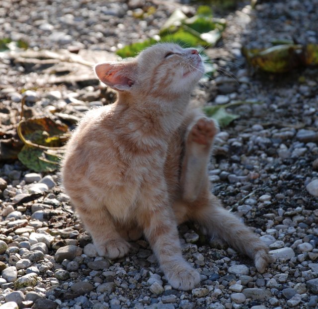 Scratchy