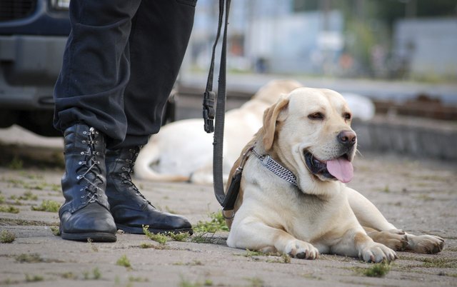 police dog