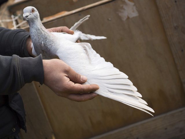 Pigeon in Hand