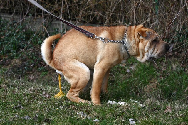 dog pooping