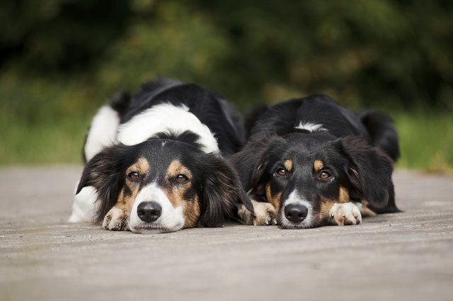 Two dog border collie portrait