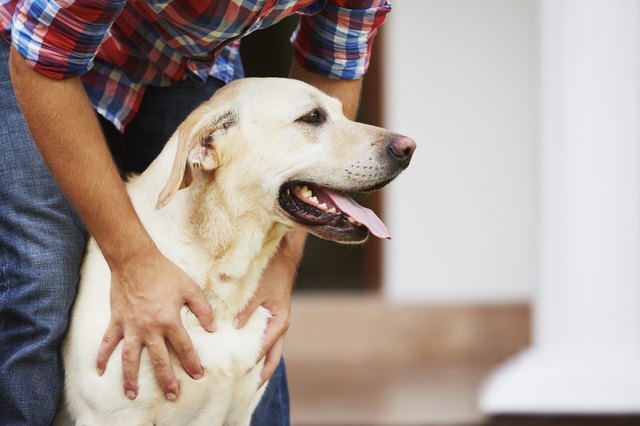 labrador-dog-characteristics-cuteness